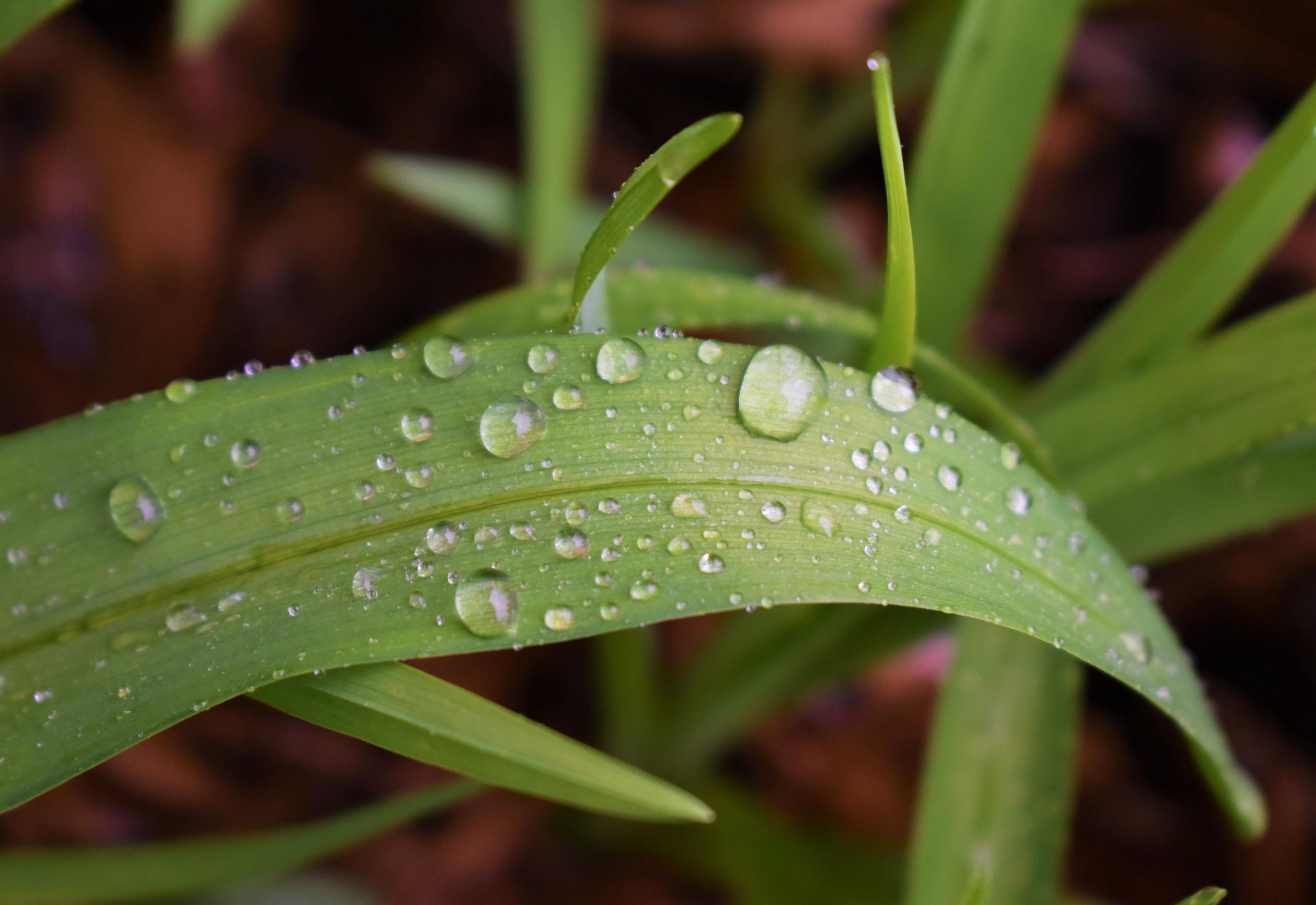 Raindrops on a plant | Source: Shutterstock