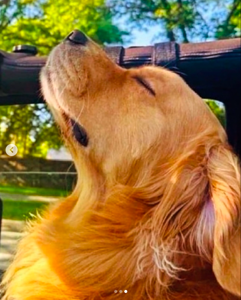 The picture of the Golden Retriever Jennifer Lopez shared in her carousel post, posted on January 28, 2025. | Source: Instagram/jlo