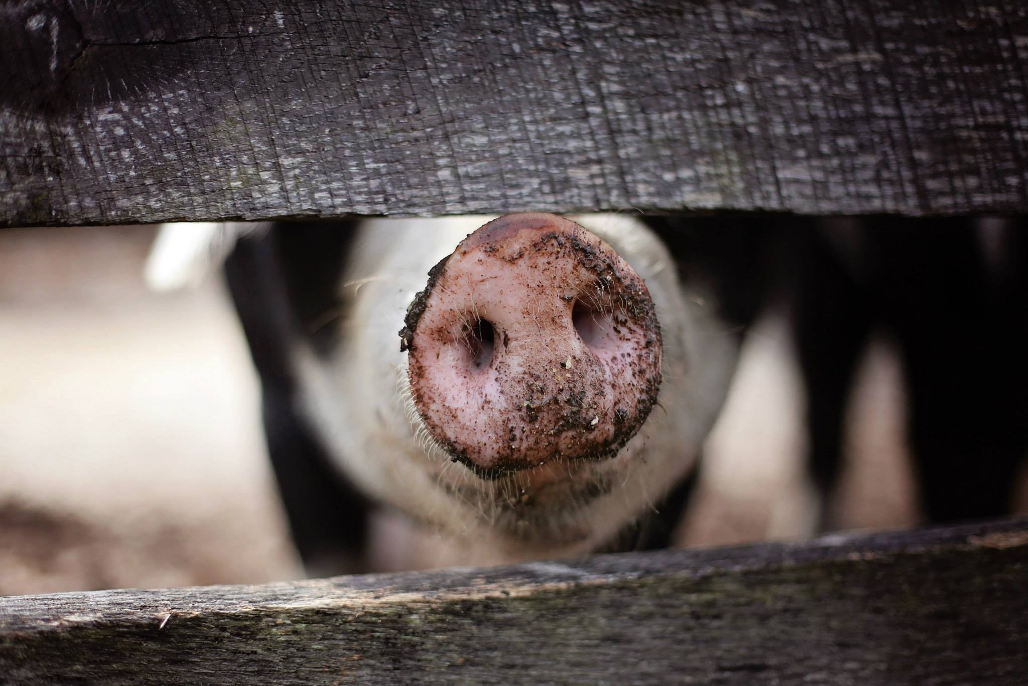 A pig's snout sticking through a fence. | Photo. Pexels