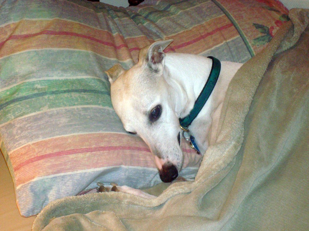 Perro recostado sobre cojín con manta sobre su cuerpo. | Imagen: Flickr Perro recostado sobre cojín con manta sobre su cuerpo. | Imagen: Flickr