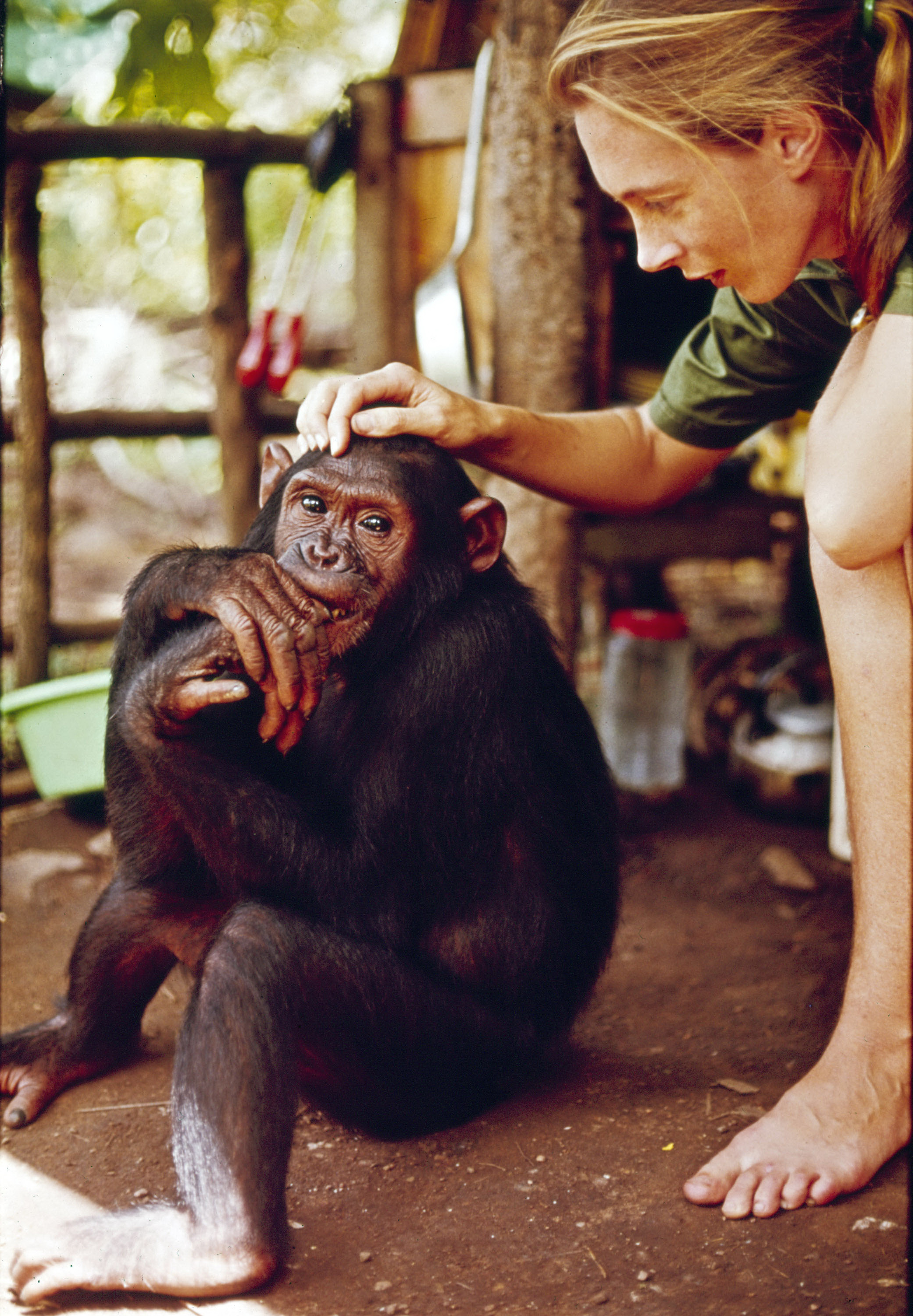 Jane Goodall interacting with a chimpanzee on the television special "Miss Goodall and the World of Chimpanzees" in Gombe Stream National Park, Tanzania on December 22, 1965. | Source: Getty Images