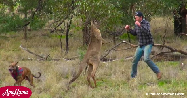 Man started a serious fist-fight with a wild animal in order to protect his  dog (video)