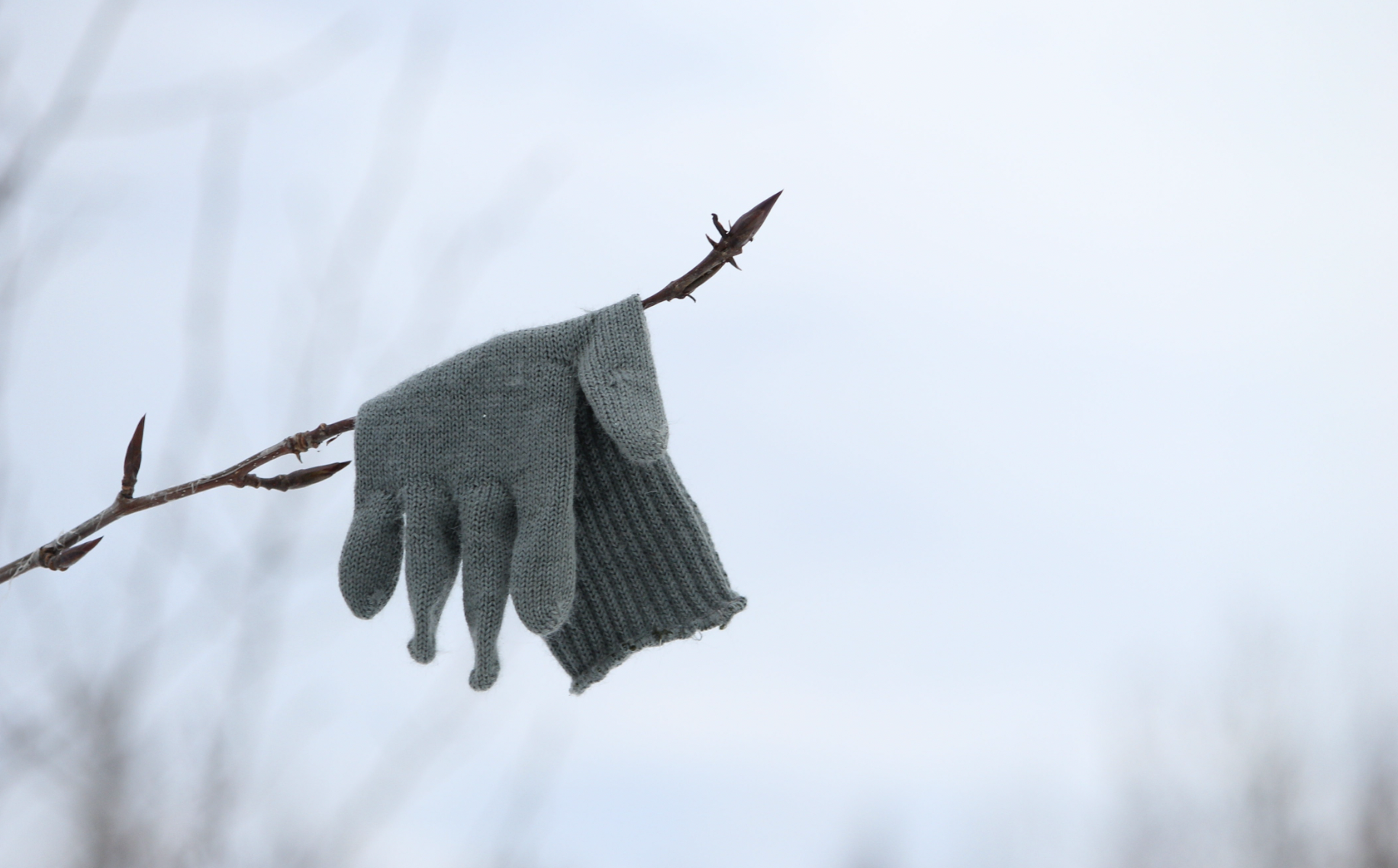 Lost glove hangs on a branch | Source: Shutterstock