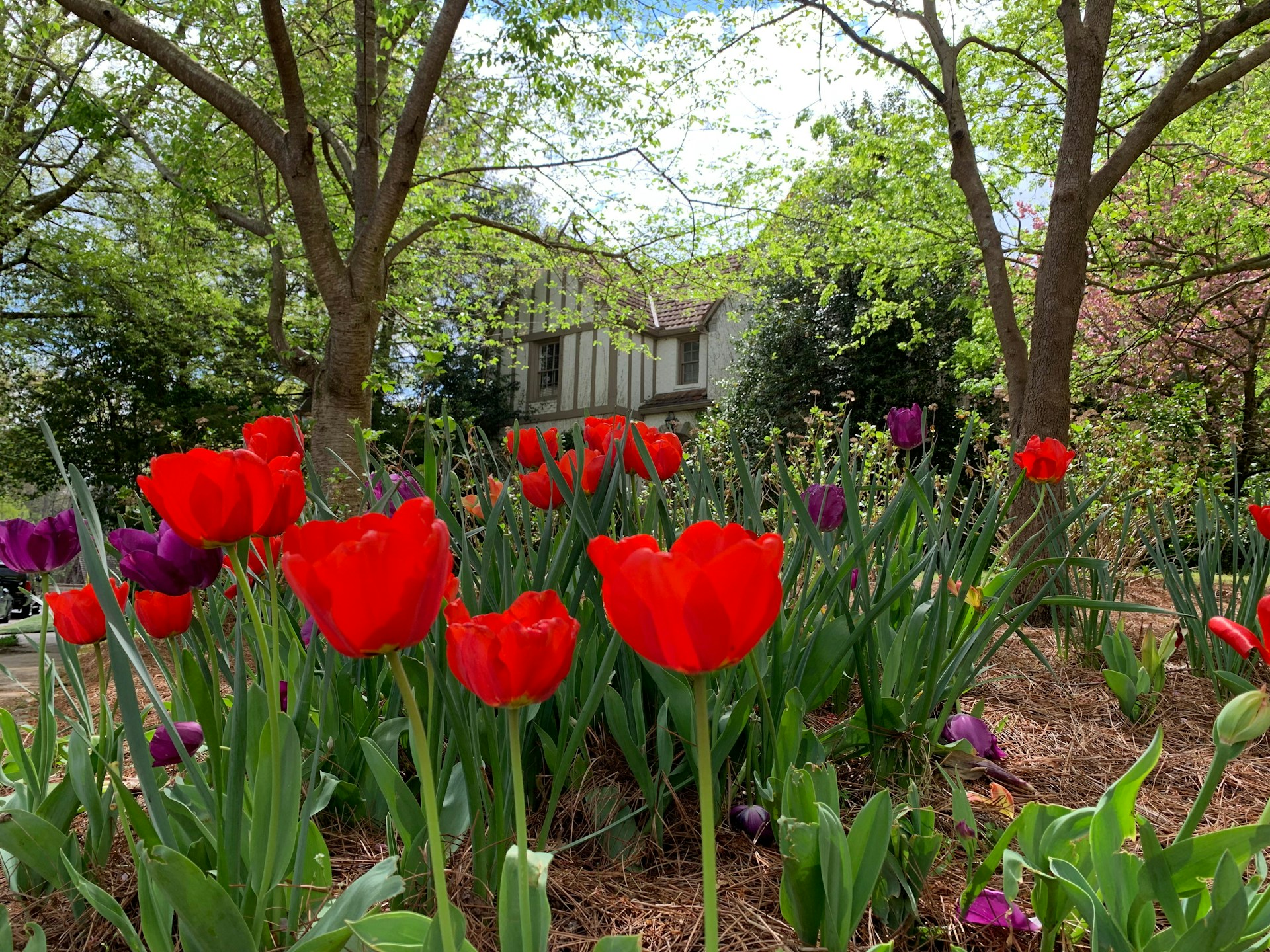 A beautiful garden outside a house | Source: Unsplash