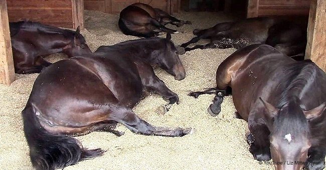 Woman entered a stable and heard horses passing gas - she recorded everything