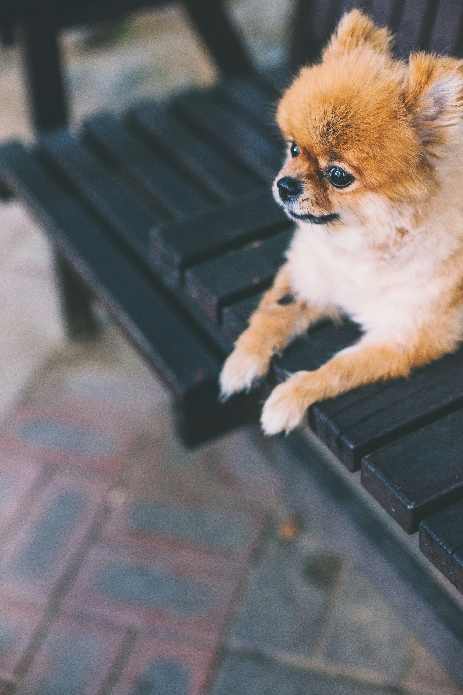 An adorable dog sitting on the bench | Source: Unsplash