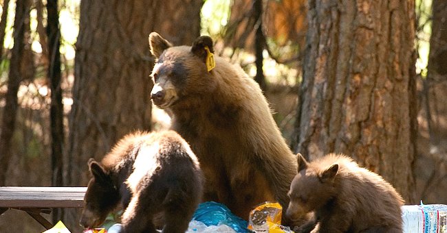 Two bear cubs with an adult bear. | Source: facebook.com/YosemiteNPS