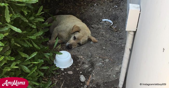 Dog spotted living in dirt after family abandoned him and moved away