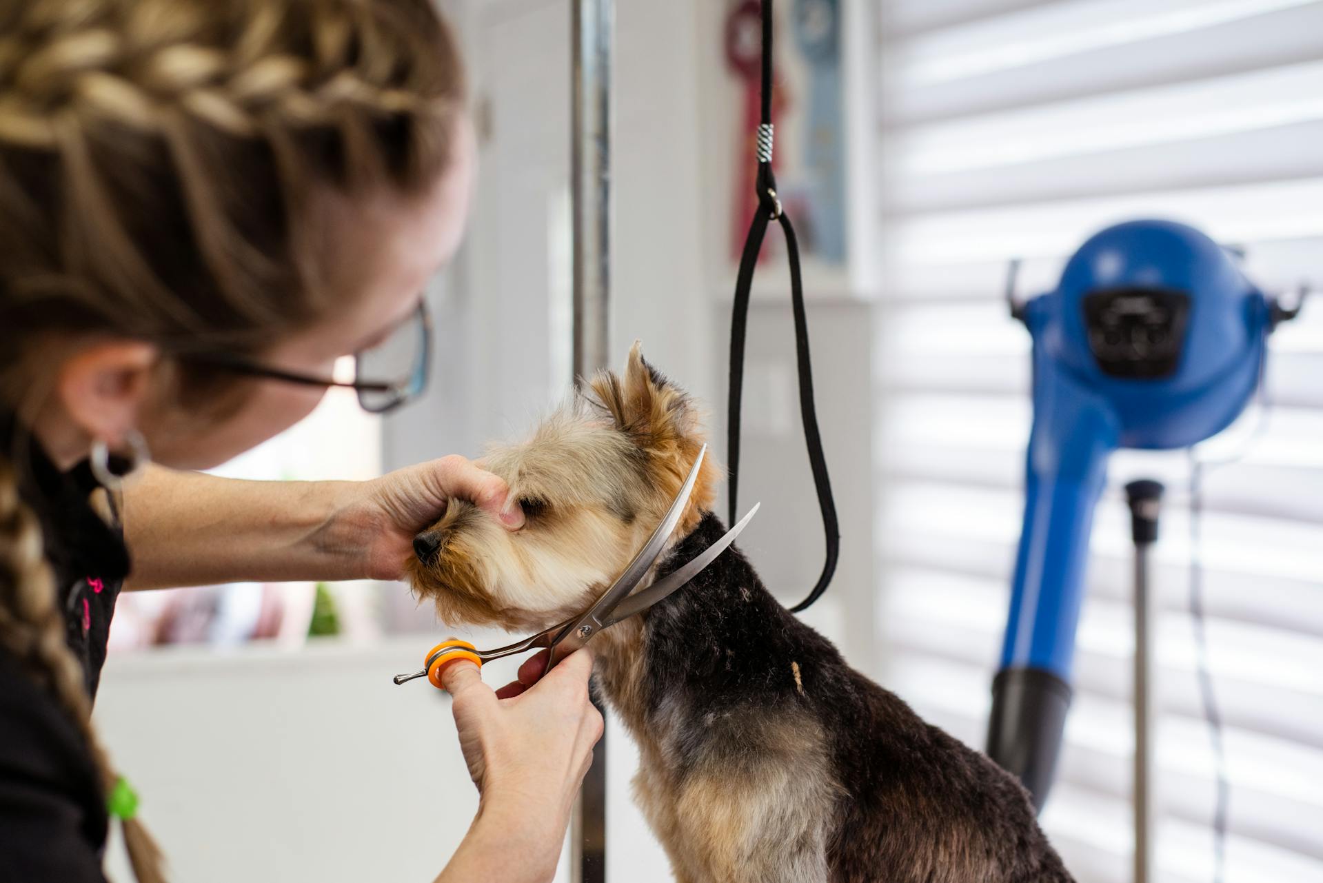 A person working with a dog | Source: Pexels