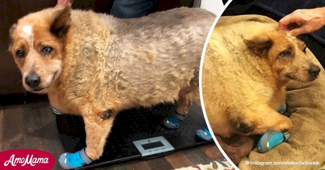 Overweight dog found face-down in a field makes an amazing transformation after rescue