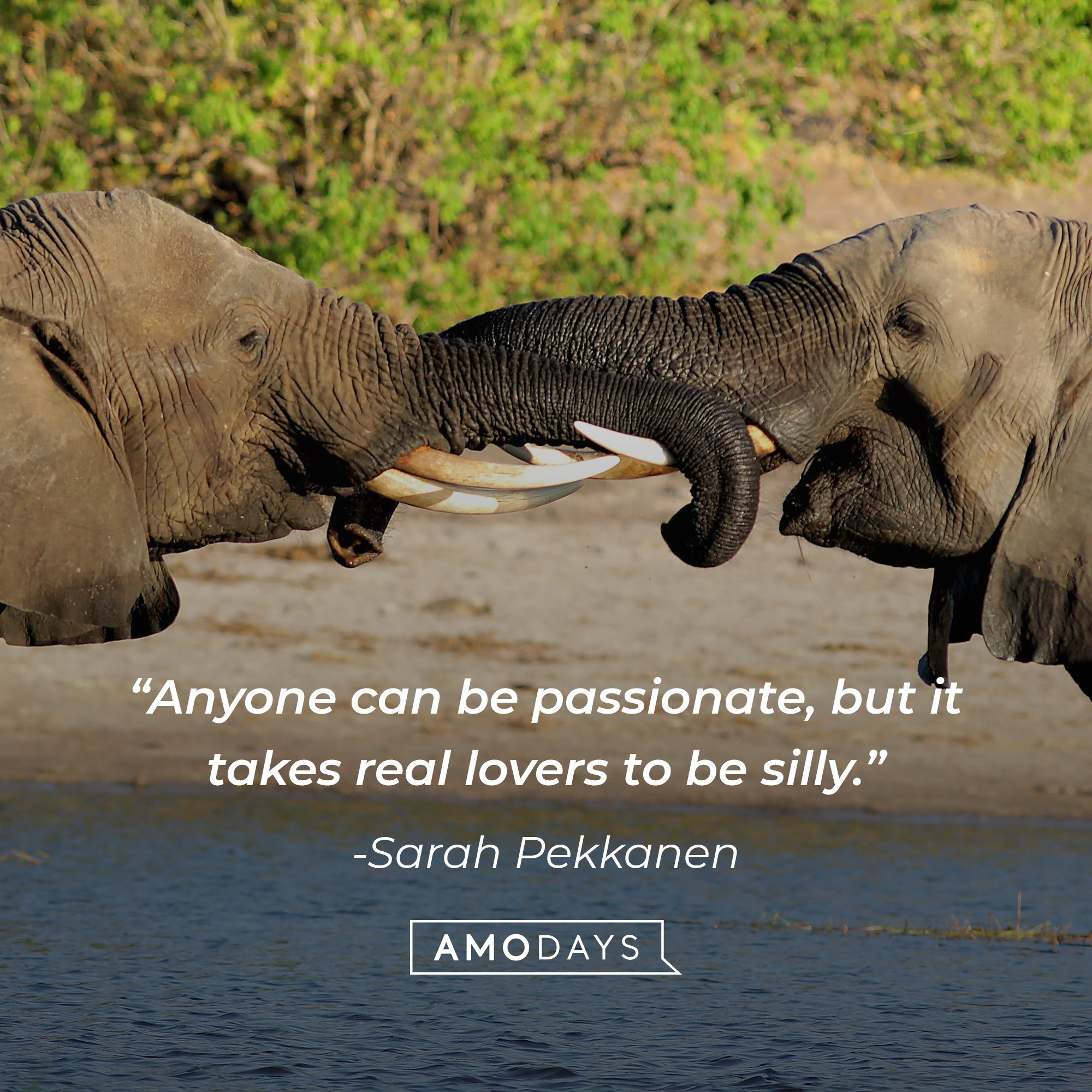 Sarah Pekkanen's quote: “Anyone can be passionate, but it takes real lovers to be silly.” | Image: AmoDays