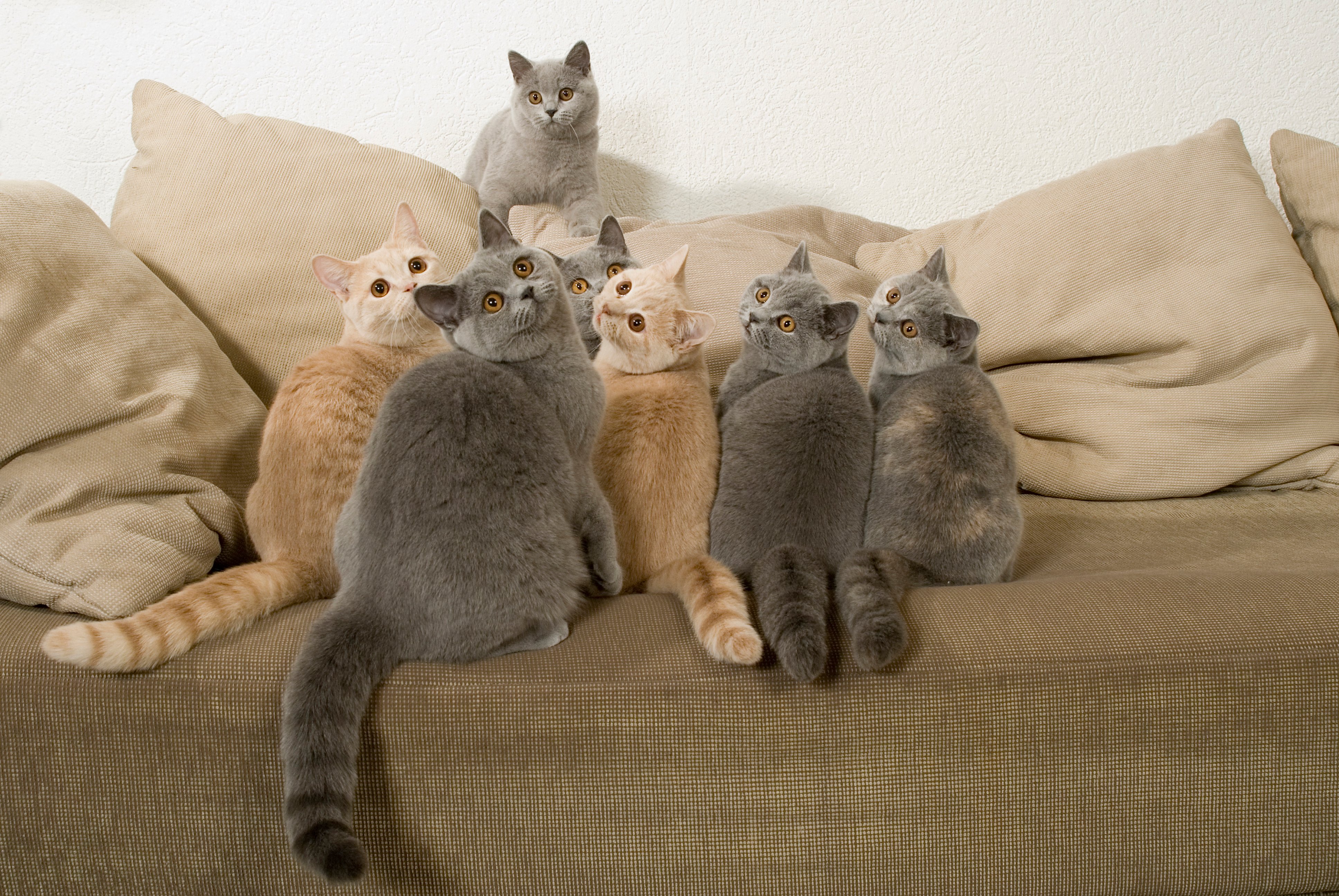 Siete gatos sobre sofá. | Foto: Shutterstock