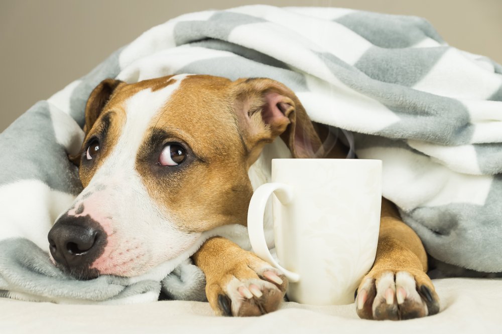 Lustiger junger Pitbull-Hund im Bett bedeckt in Wurfdecke mit Tasse heißem Tee oder Kaffee | Quelle: Shutterstock