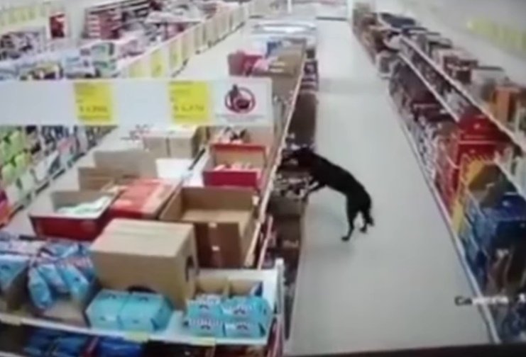 Perrito hurga cajas en un local comercial en Colombia. | Foto: Foto: Captura de YouTube/Revista Semana