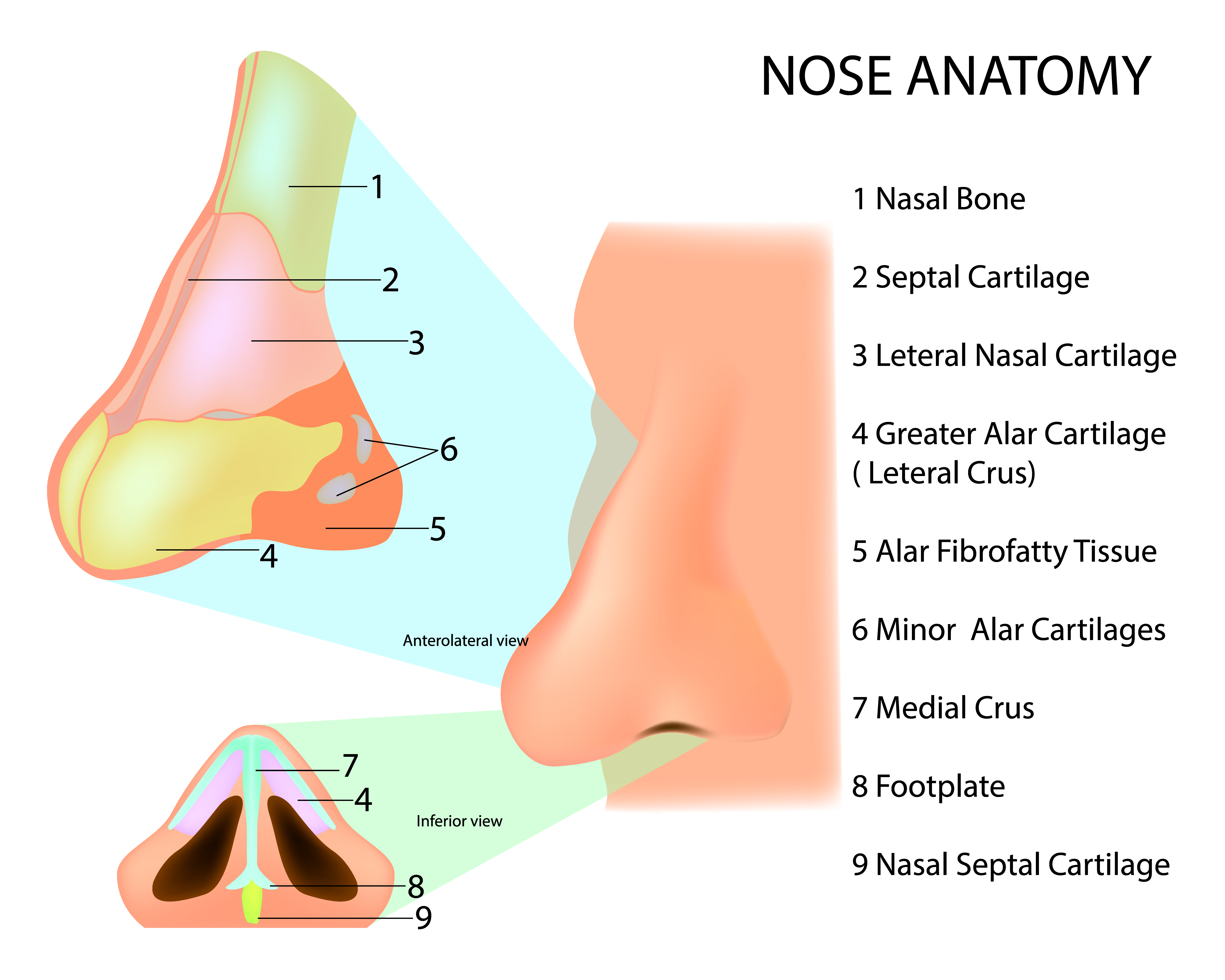 Anatomy of the human nose | Source: Getty images