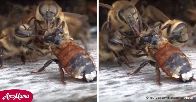 Viral video shows bees working together to save their 'friend' from dying