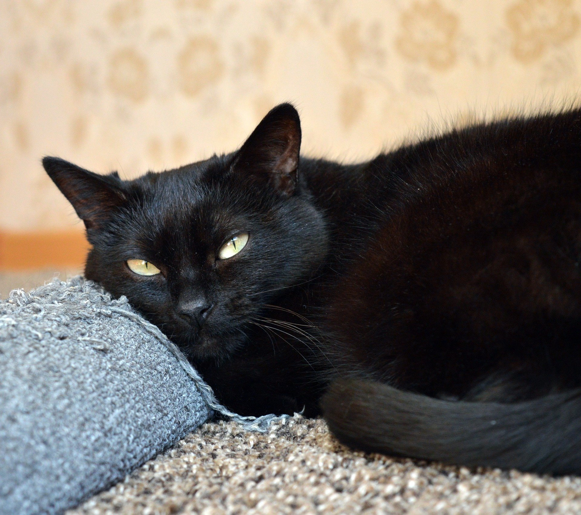 Un chat noir. | Source: Pixabay Un chat noir. | Source: Pixabay