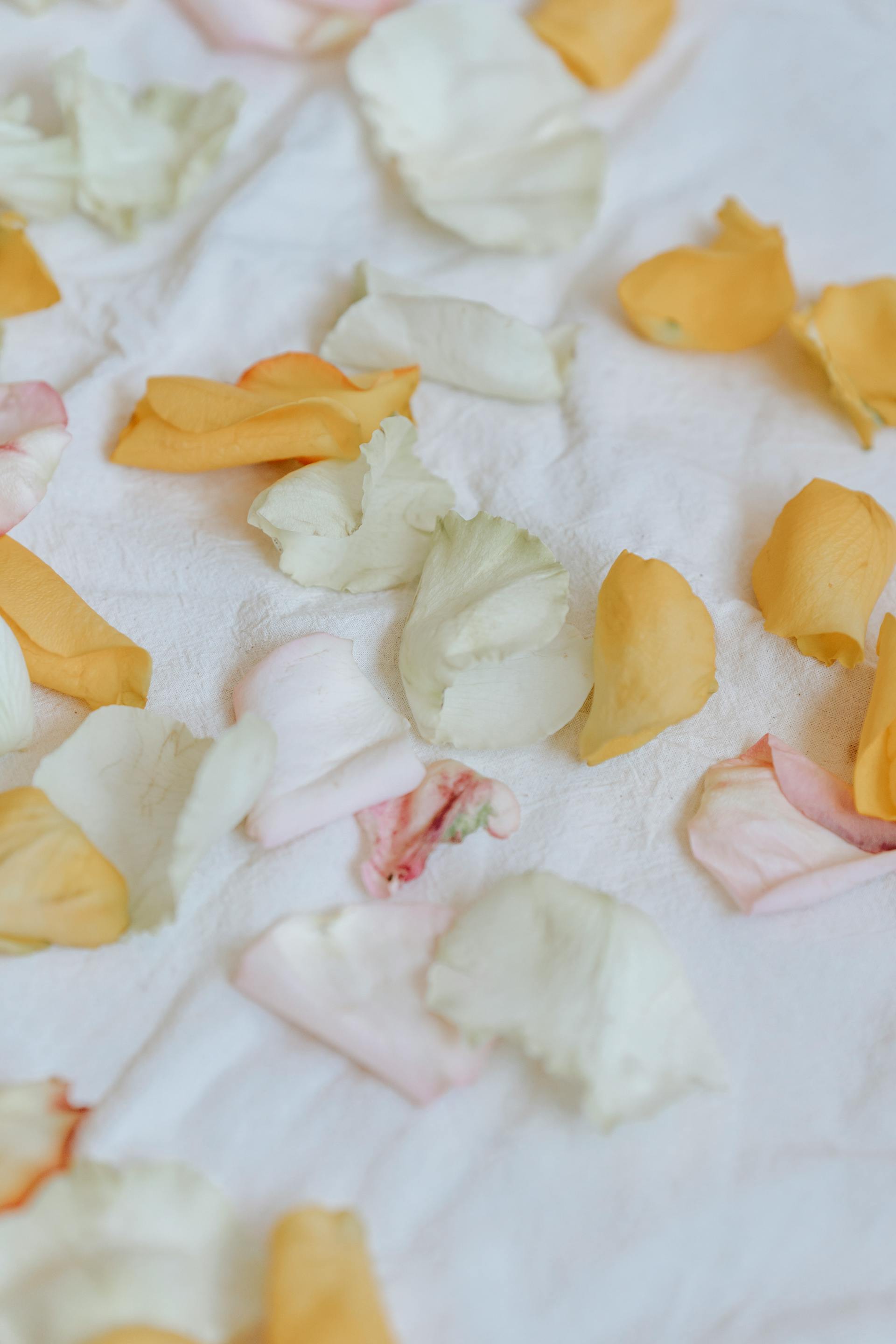 Crumpled rose petals | Source: Pexels