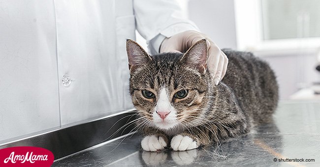 Cat in Wyoming becomes the third to contract the bubonic plague in six months