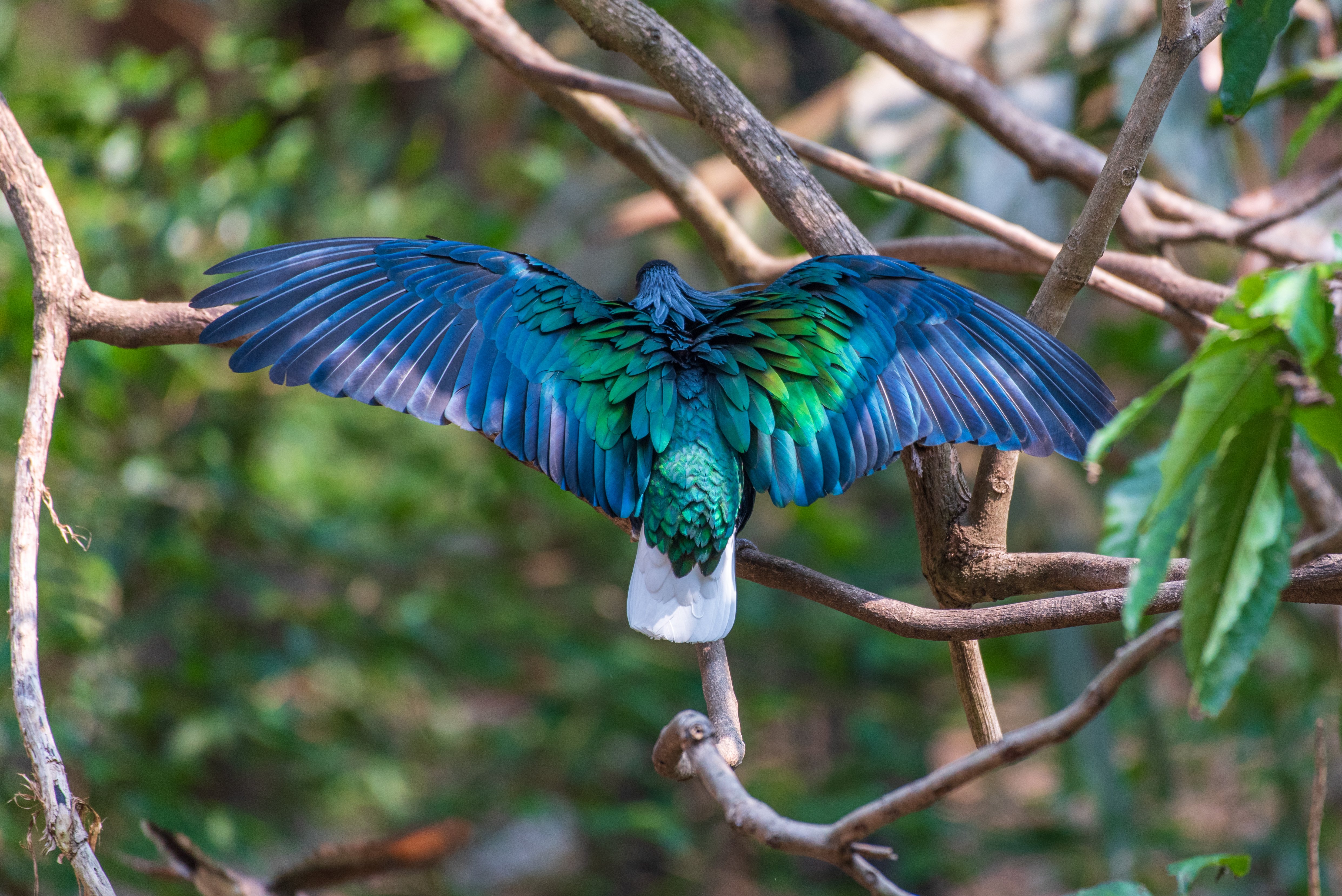 A Nicobar pigeon pictured spreading its wings. | Source: Shutterstock