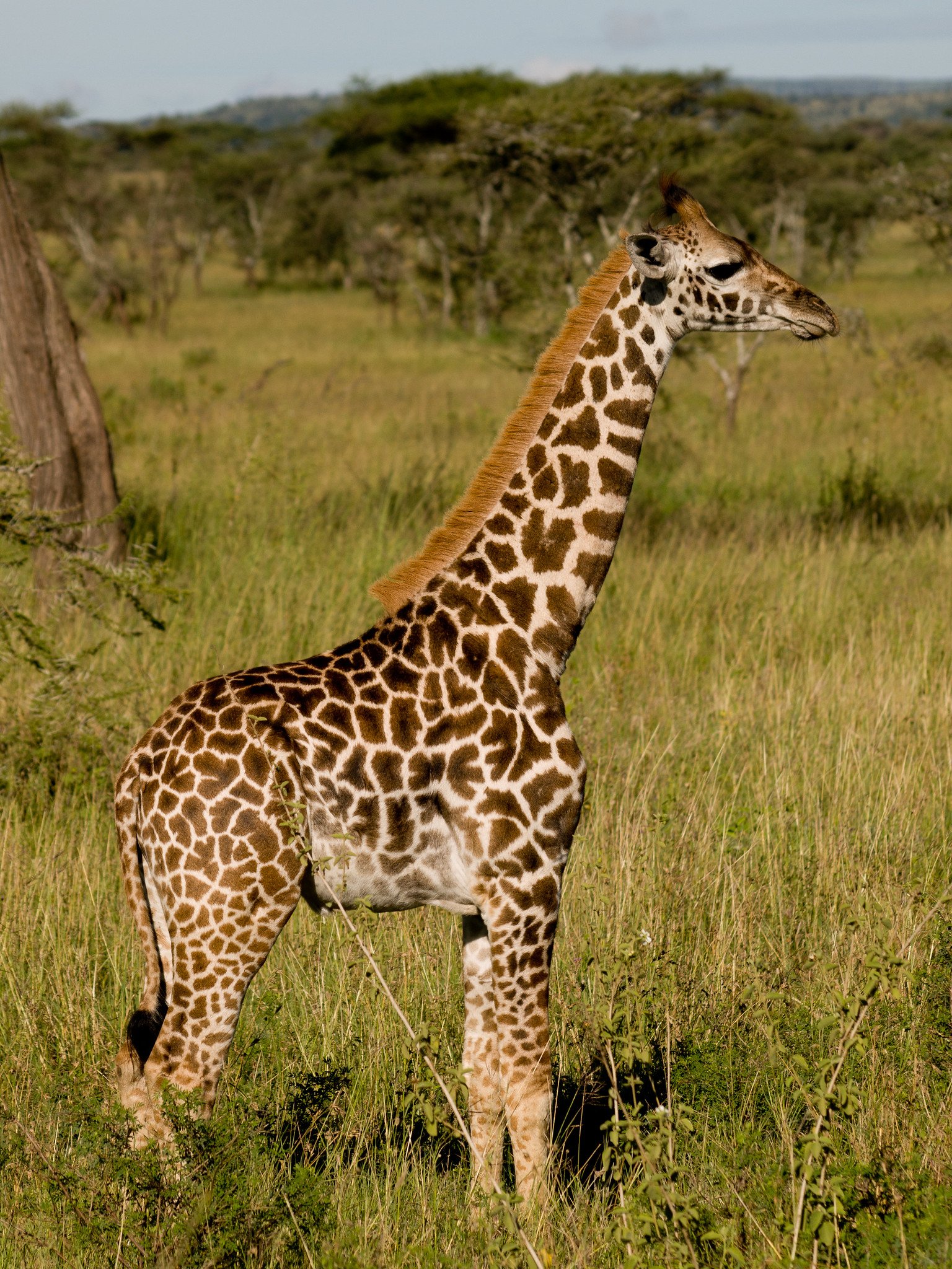 A portrait of a giraffe in the Serengeti National Park, Tanzania on April 3, 2008 | Photo: Flickr/William Warby