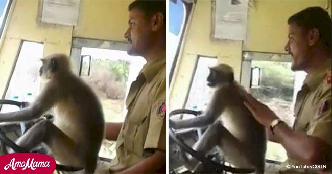 Video shows monkey driving a bus full of people as driver just sits smiling at the camera