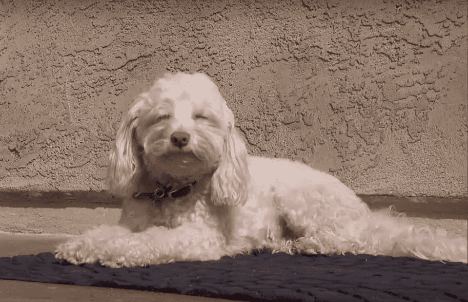 Pupa, el perro de Alfonso Galindo | Imagen tomada de: YouTube/Insider Edition