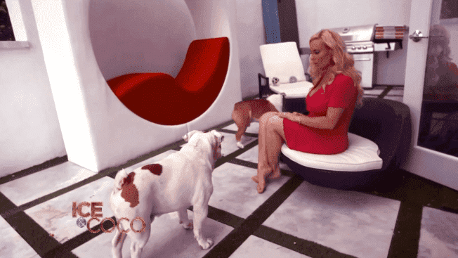 Coco Austin and Ice-T's dogs playing in the swimming pool area of their mansion | Source: YouTube/Cocosworld