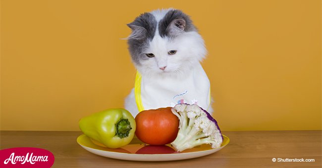 If you try to turn your cat vegan, you could face criminal charges