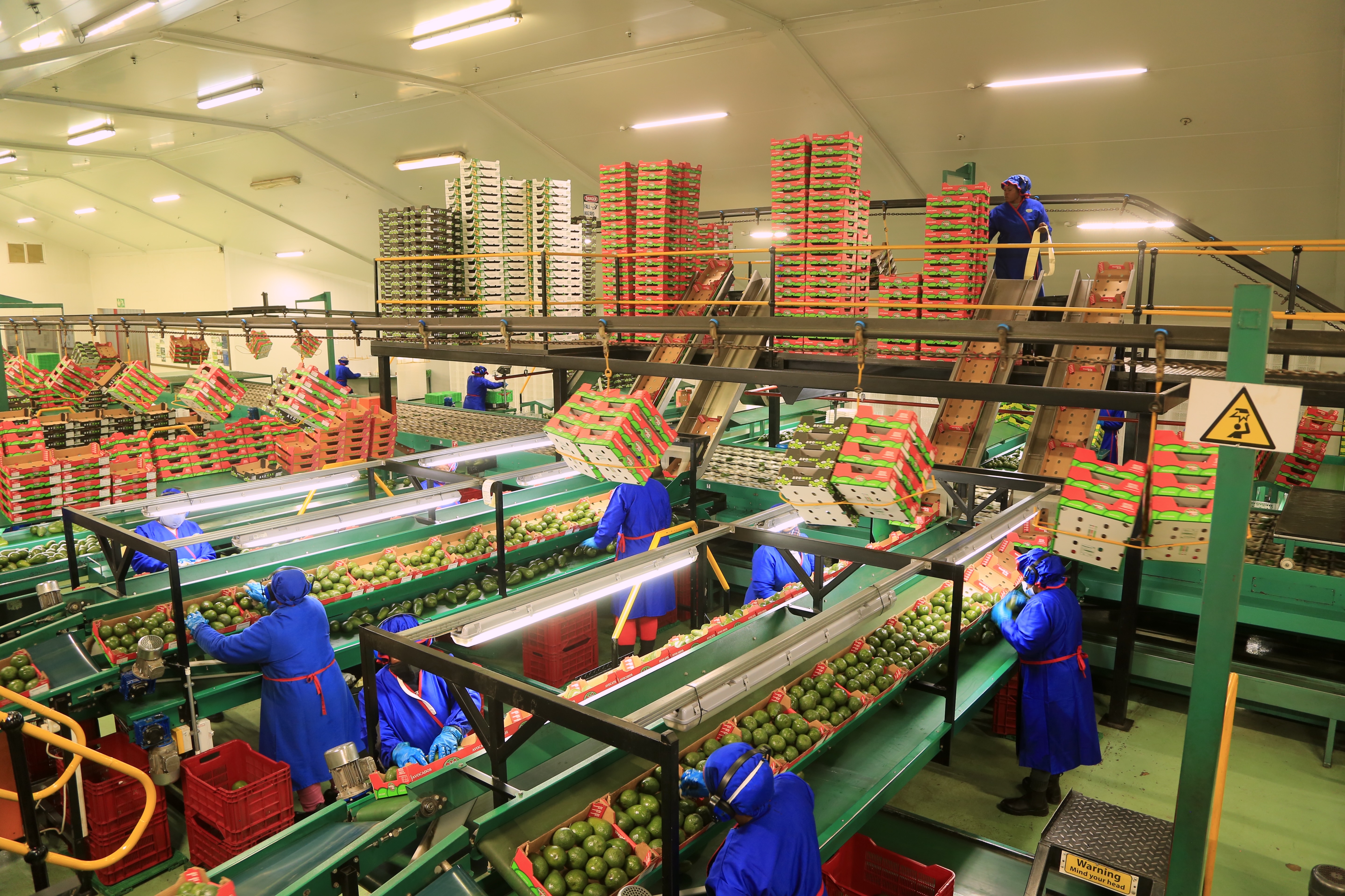 Employees work at the sorting line of avocados at a factory | Source: Getty Images