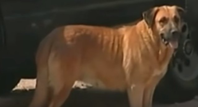 Perrita s'est occupée d'un garçon de 2 ans qui a été abandonné par sa mère alcoolique. | Source : YouTube/ROLO TV
