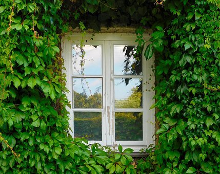 Le lierre sur le mur d'une maison. | Photo : Pixabay
