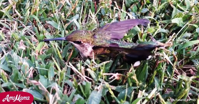 Video shows family rescuing a hummingbird stuck to gum