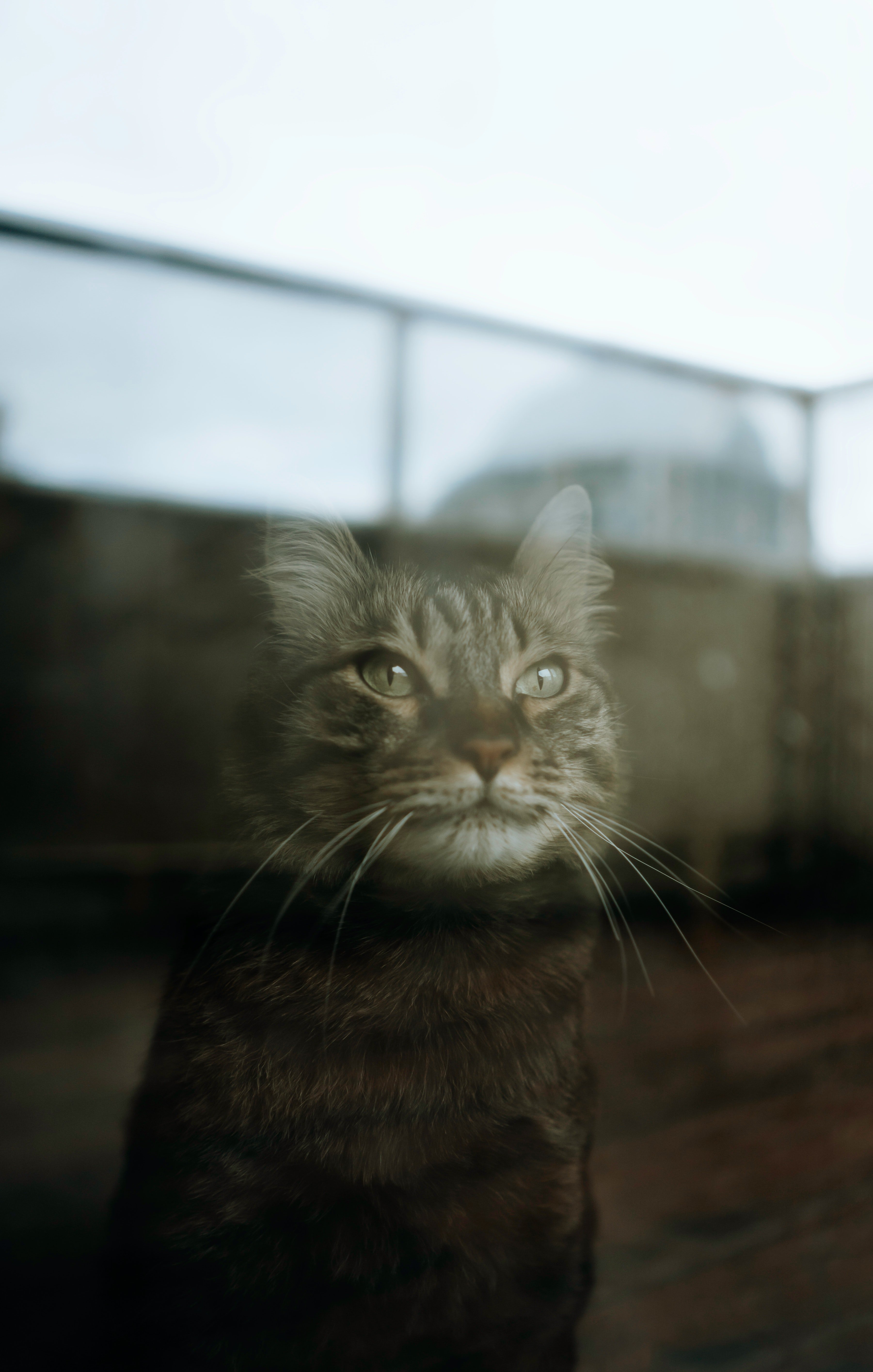 An image of a cat | Photo: Pexels