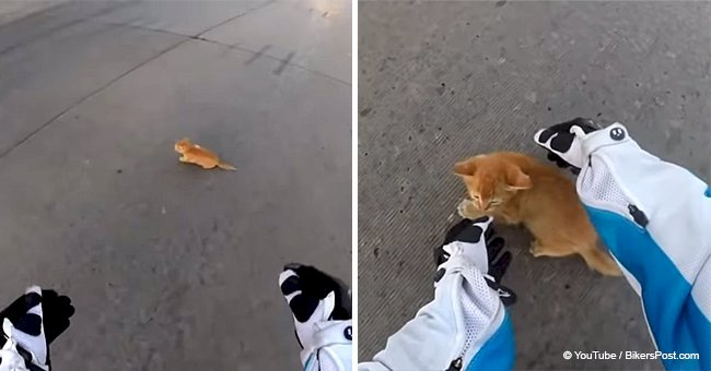 Biker hailed a hero for risking her life to save a tiny kitten on a busy road