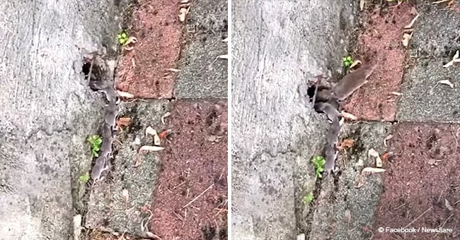 Mother mouse taught babies to follow her in such a way that none will get lost