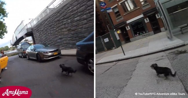 Dog leads cyclist on impressive chase through the streets of New York