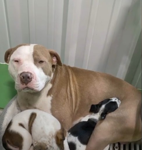 Zelus bei seiner neuen Pflegefamilie | Quelle: Facebook/TheDodo