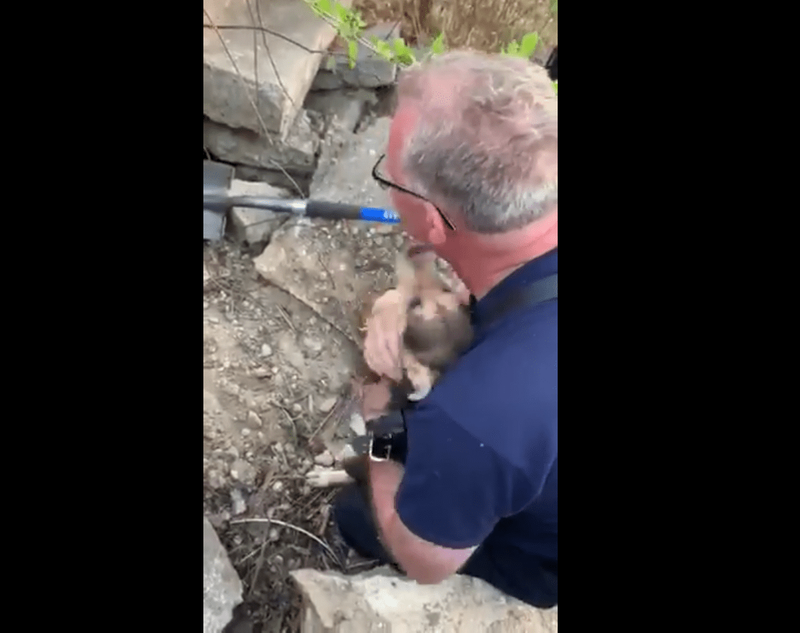 Le pompier utilise ses deux mains pour attraper le chien | Service d'incendie de North Charleston : Facebook