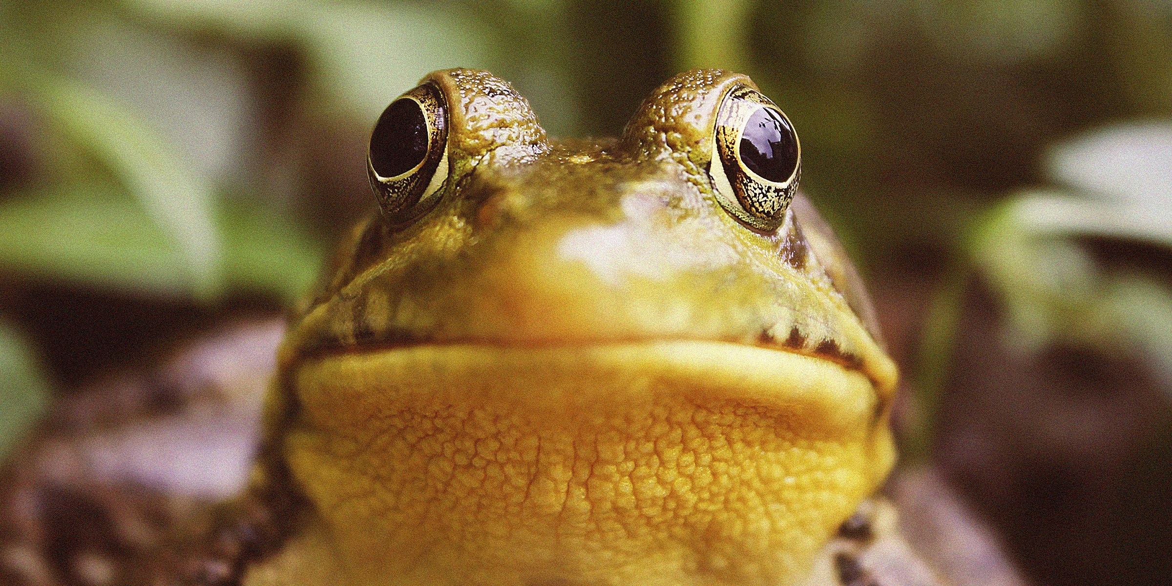 A frog | Source: Unsplash 