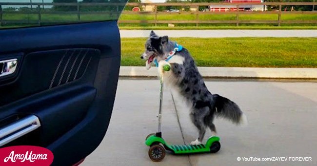 Dog shocks users by showing off its scooter riding skills