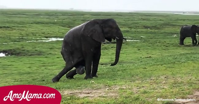 Elephant gave birth in the middle of a safari. The incredible moment after birth was filmed