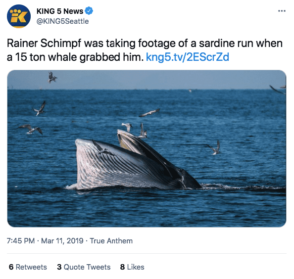 A screenshot of a Whale | Photo: twitter.com/KING 5 News