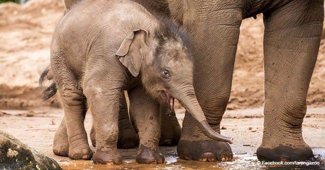 Zoo staff devastated by the sudden death of one of their endangered baby elephants