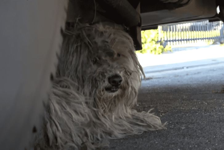 Hayley versteckt sich unter einem Wohnwagen | Quelle: youtube.com/ Hope For Paws - Official Rescue Channel