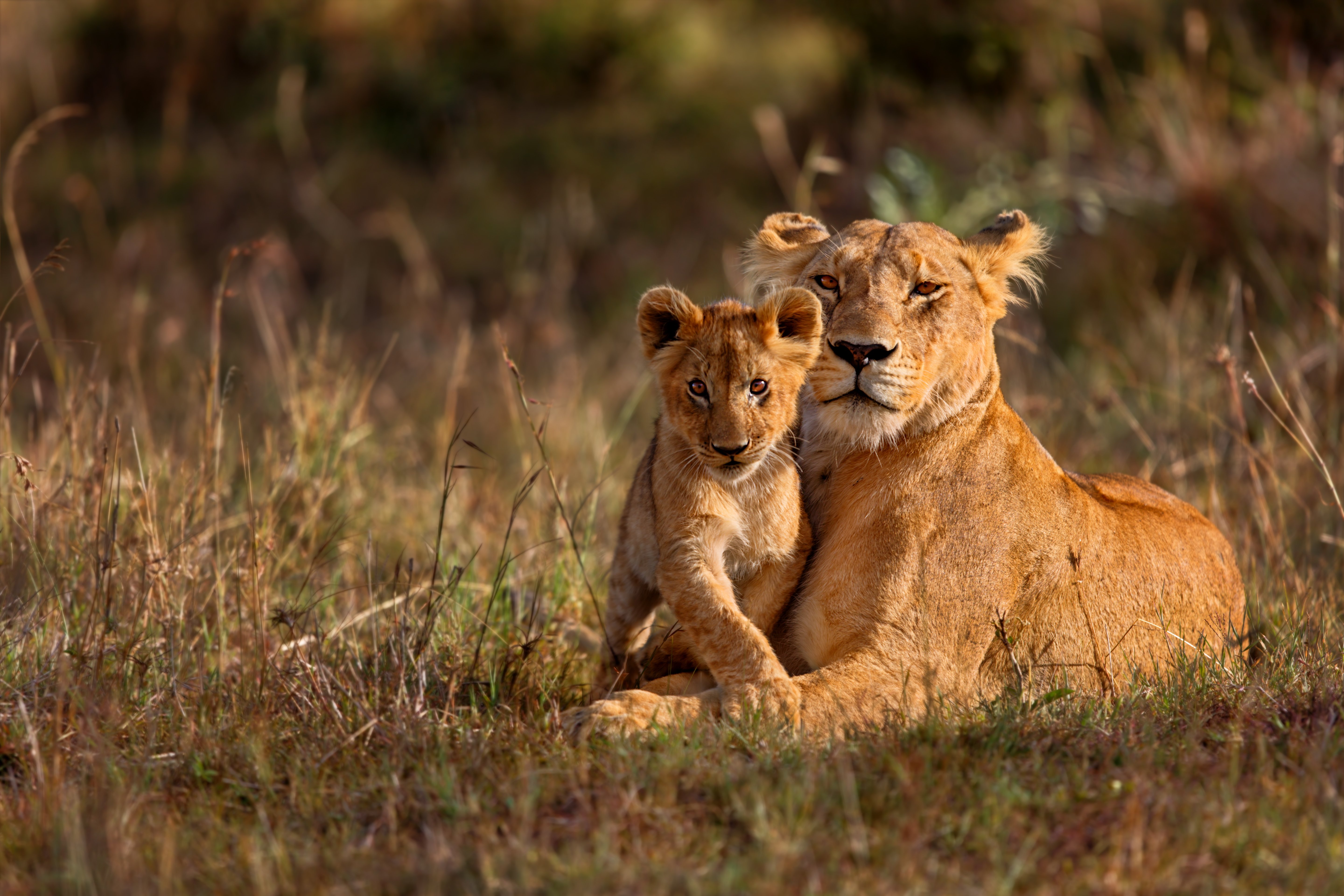 Leona en libertad junto a su cachorro. | Foto: Shutterstock