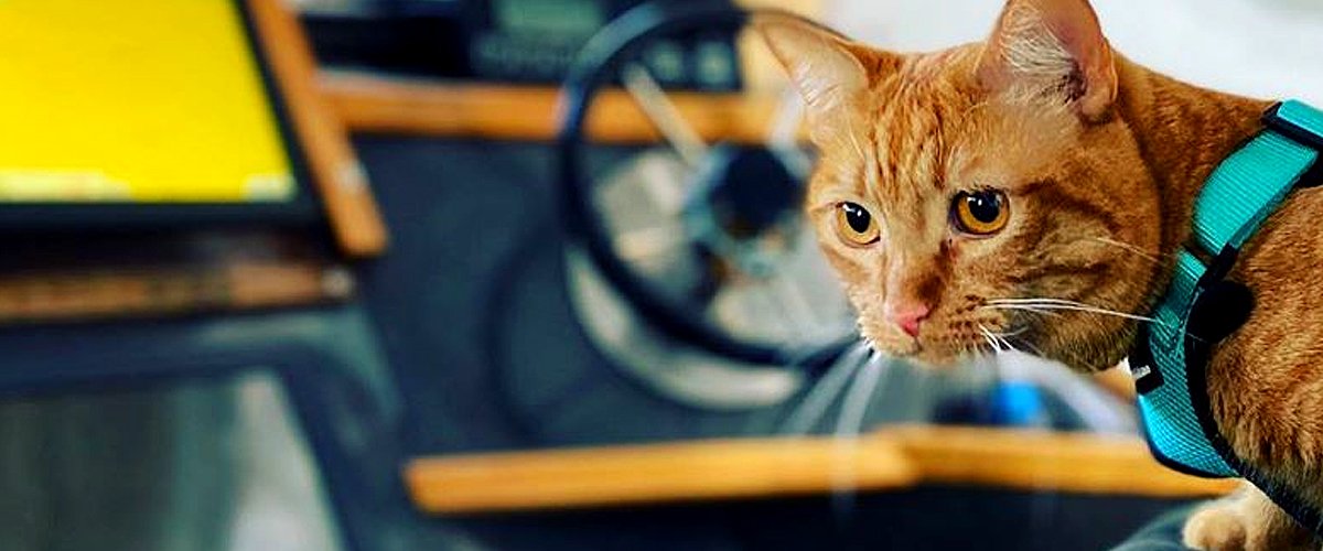 instagram.com/iispumpkincat