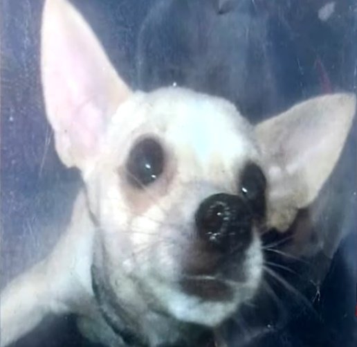 Jenny, la chihuahua perdida por la que ofrecen una casa. | Foto: YouTube/News 4 Tucson KVOA-TV Jenny, la chihuahua perdida por la que ofrecen una casa. | Foto: YouTube/News 4 Tucson KVOA-TV