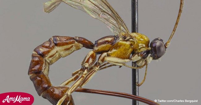 Newly-discovered wasp with giant stinger is causing a stir on the internet