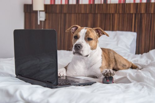 American Staffordshire terrier dog lying on the bed in front of a laptop. | Source: Shutterstock.